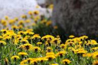 Одуванчики 