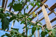 Помидорный куст 