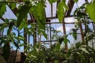 Парник Рассада