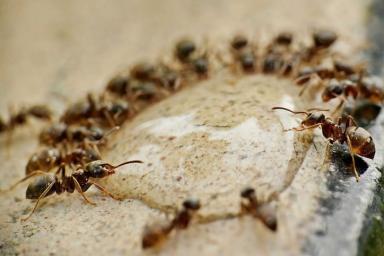 муравьи