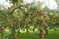 Как подкармливать молодую яблоню: хитрости, чтобы потом был богатый урожай