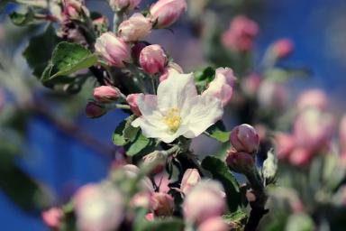 Почему у яблони осыпаются цветы и завязи: 5 досадных ошибок садоводов