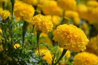 Зачем огородники сажают бархатцы на грядках: не для красоты, а ценный совет