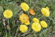 Больше пользы, чем вреда: как с умом использовать сорняки, растущие в огороде 