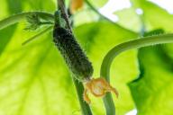 Какие ошибки нельзя допускать при выращивании рассады огурцов