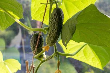 Чем полить огурцы, чтобы они быстрее росли и лучше плодоносили: секреты ушлых огородников