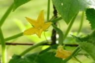 Что делать, если огурцы не завязываются: чем опрыскивать, чтобы не было пустоцвета