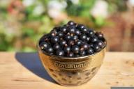 Как с первого раза избавиться от тли на смородине: помогут молоко и йод