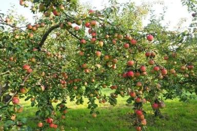 5 плохих соседей для плодовых деревьев: чего не любят яблони, груши и сливы