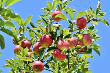 Что нельзя сажать рядом с яблоней: проверьте, нет ли ошибки на вашем участке