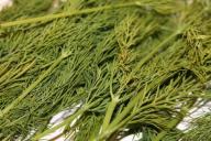 10 правил для богатого урожая укропа: вырастут не унылые травинки, а пышные укропные букеты