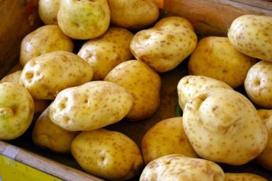 Что нужно сделать с картошкой перед посадкой: один из главных секретов большущего урожая