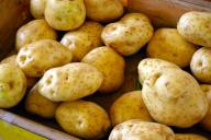 Что нужно сделать с картошкой перед посадкой: один из главных секретов большущего урожая