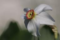 Одна ложка на метр грядки – и нарциссы, и тюльпаны будут цвести со страшной силой