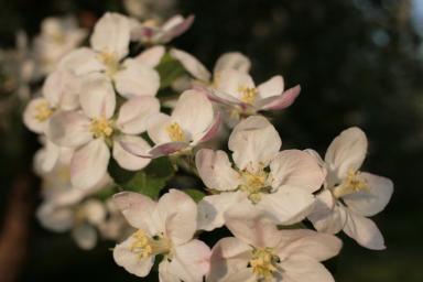 Чем подкормить старые яблони во время цветения: ветки будут ломиться от урожая