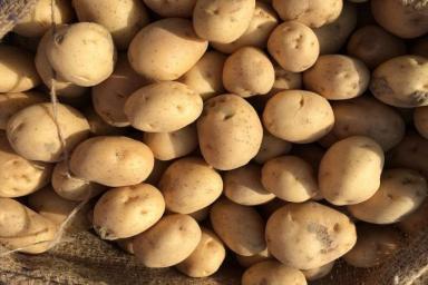 Лучшие средства для защиты картошки от всех вредителей: вносите по горсти в каждую лунку