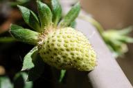 Чем подкормить клубнику в мае, чтобы завязи радовали своим обилием, а ягоды размерами 