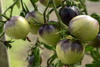 Чем лучше подкормить томаты в мае и начале июня: урожай будете собирать ведрами
