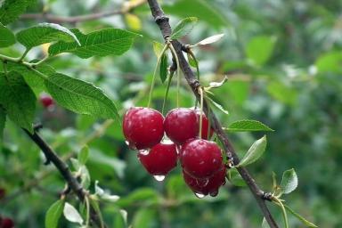 5 растений, которые нельзя сажать у вишни, если вы хотите много ягод