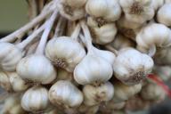 Идеальная подкормка для чеснока в мае: чтобы луковицы были крепкими, а перья не желтели