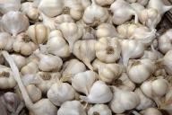 Как избавиться от тли и других вредителей при помощи чесночного настоя