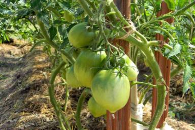 Чем заправить лунки под томаты, чтобы на весь сезон забыть о подкормках и урожай собирать вёдрами 