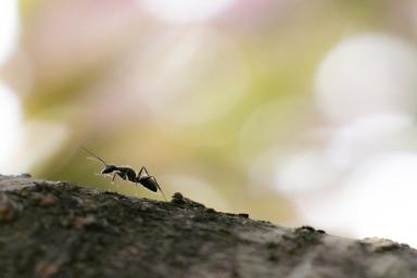 Как избавиться от муравьев быстро и без химии: убегают прочь вместе с потомством 