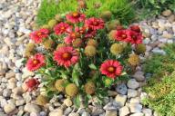 Цветы на камнях