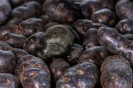 Фиолетовый картофель