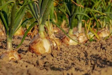 Как вырастить из севка большой лук: деревенский способ