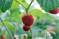 Как избавиться на участке от малины: дачная хитрость, чтобы забыть о поросли