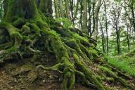 Мох на дереве