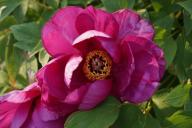 Как ухаживать за пионами в мае, чтобы зарядить на долгое и пышное цветение