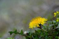 5 способов избавиться от одуванчиков, которые захватили ваш участок