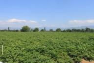 Кто такой проволочник и как избавиться от него навсегда