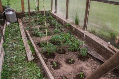 Секреты пикировки томатов – как получить более ранний урожай