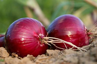 «Живая земля» – главный секрет огромного урожая: как сделать такую в своём огороде