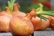 Когда можно использовать керосин при выращивании лука: дачники должны знать эти хитрости