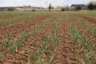 Как и когда прогревать весной лук перед посадкой: совет, который следует использовать