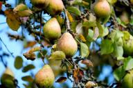 Почему груша не цветёт и не плодоносит: деревенский секрет