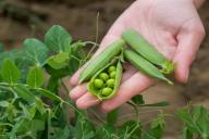 Как вырастить шикарный горох без особых хлопот: 3 секрета урожайности