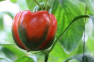 Первая и важная подкормка перца после высадки на грядки: так делают опытные дачники