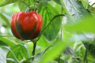 Враги перца на огороде: с чем нельзя рядом сажать