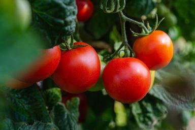 Не поливайте помидоры простой водой: досадная ошибка, которая лишит вас урожая