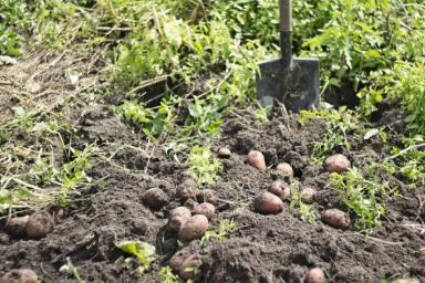 Чем и как обработать клубни картофеля перед посадкой от проволочника и фитофторы