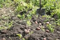 Чем и как обработать клубни картофеля перед посадкой от проволочника и фитофторы