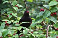 Птица на дереве