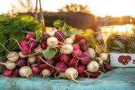 Диетолог Михаил Гинзбург назвал уникальные свойства редиса