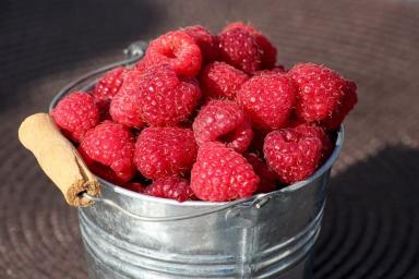 Готовьте вёдра для большого и сладкого урожая малины: натуральная подкормка, которая завалит вас ягодой