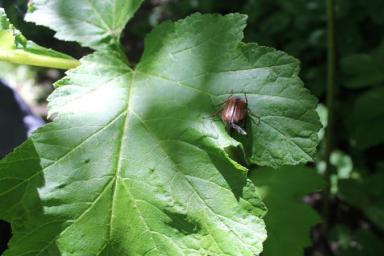 Как избавиться от майского жука и личинок: неожиданная хитрость